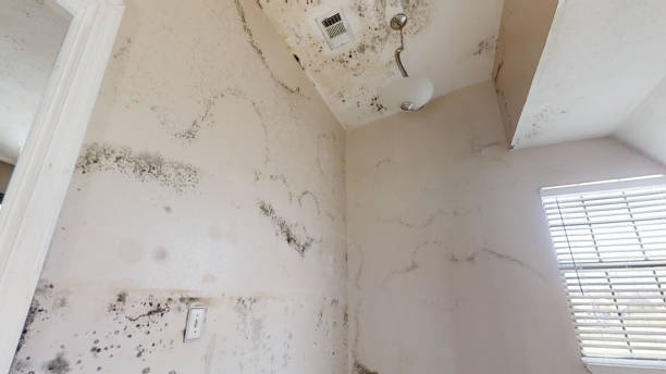 Best Black Mold Removal  in Fairfax Station, VA